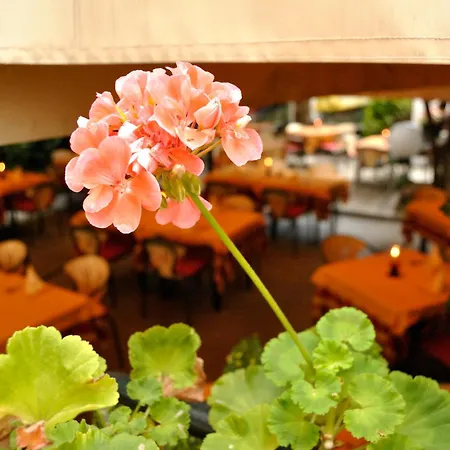 Hotel Hotel Fiorentino 2*