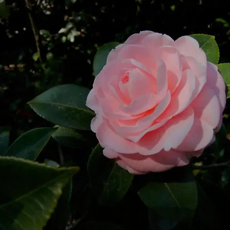 호텔 Fiorentino 2*