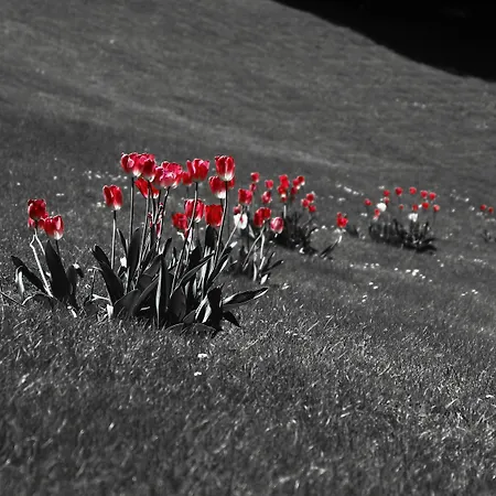 호텔 Fiorentino 2*