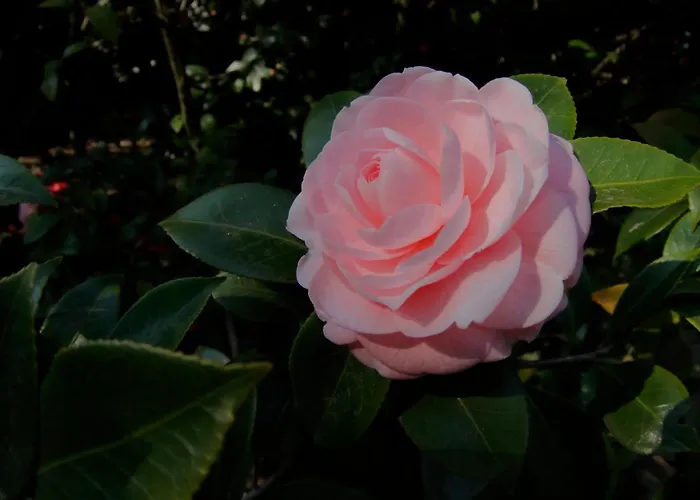 Hotel Hotel Fiorentino 2*